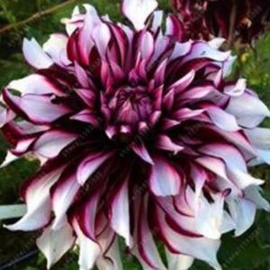 Meet your Posher, Cricket